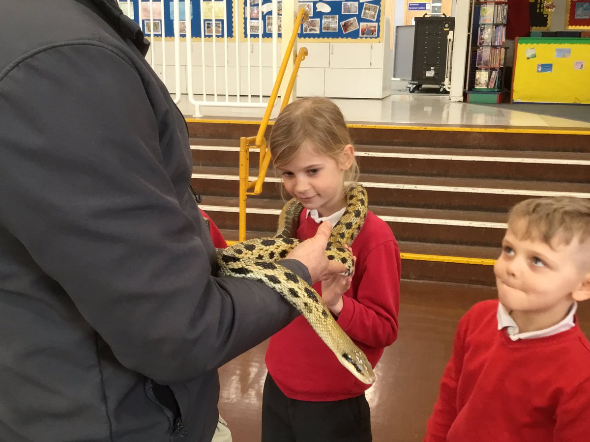 CastlePark_Cald's tweet photo. Y3 loved meeting our special guests to help celebrate the end of our Rainforest topic. I was impressed with the knowledge confidently shared by our children. @AandSencounters #enjoymentinlearning https://t.co/NOGyMrJX6t