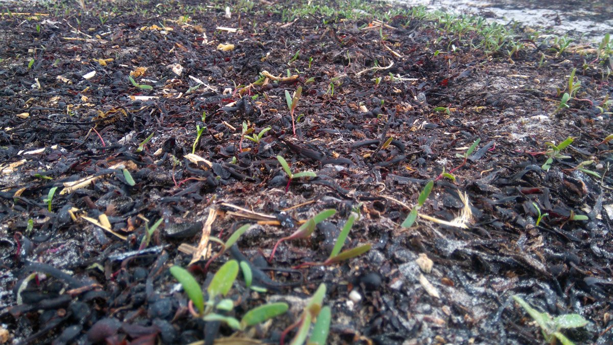 GalwayAquarium's tweet photo. #Spring Flowers by the sea, is an amazing story of survival and new life on the beaches. New #searocket flora thriving #coastalflora @BioDataCentre 📷by @ILikeDunes Thanks to #Seaweed nutrients by the strandline. #Grattanbeach #Salthill https://t.co/rr8dpaFACL