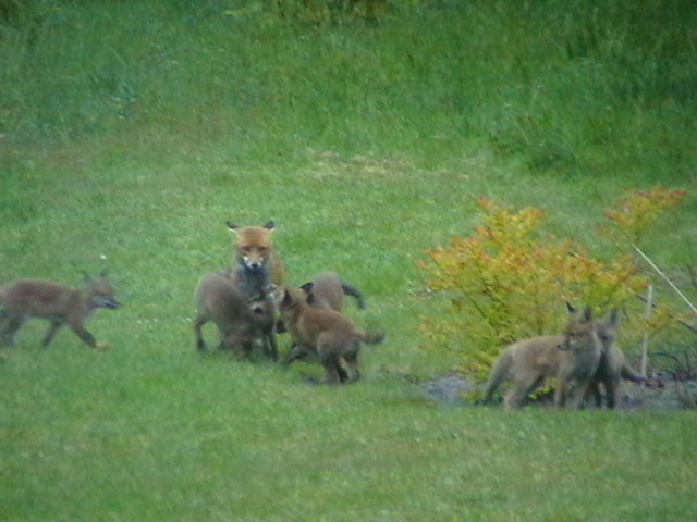 JustMe_MissV's tweet photo. @ChrisGPackham #FoxOfTheDay  🦊 https://t.co/24vS5kK9f6
