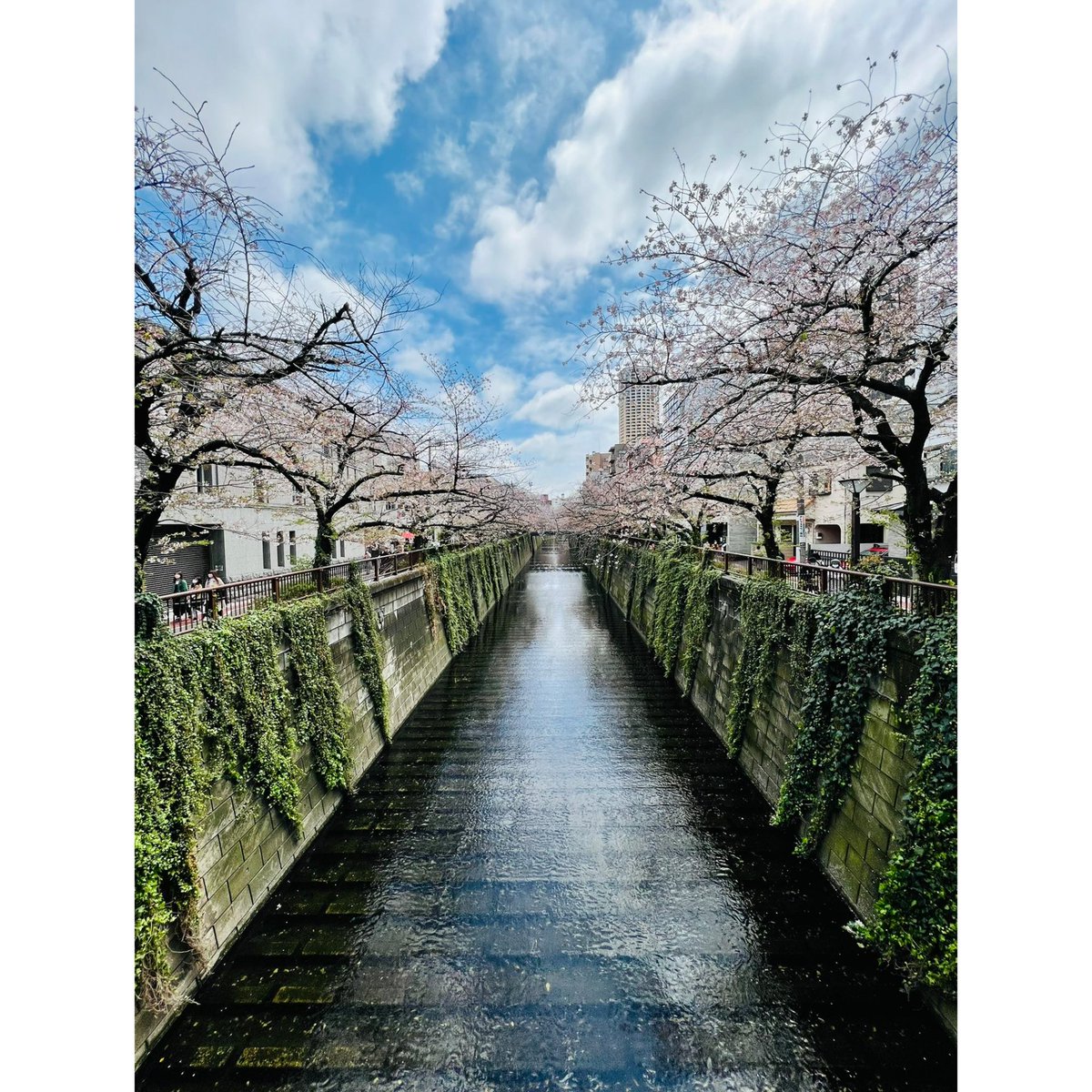 MrDalnim_'s tweet photo. 🌸 #SuperJunior #Japan https://t.co/Hnq1TQAv5P