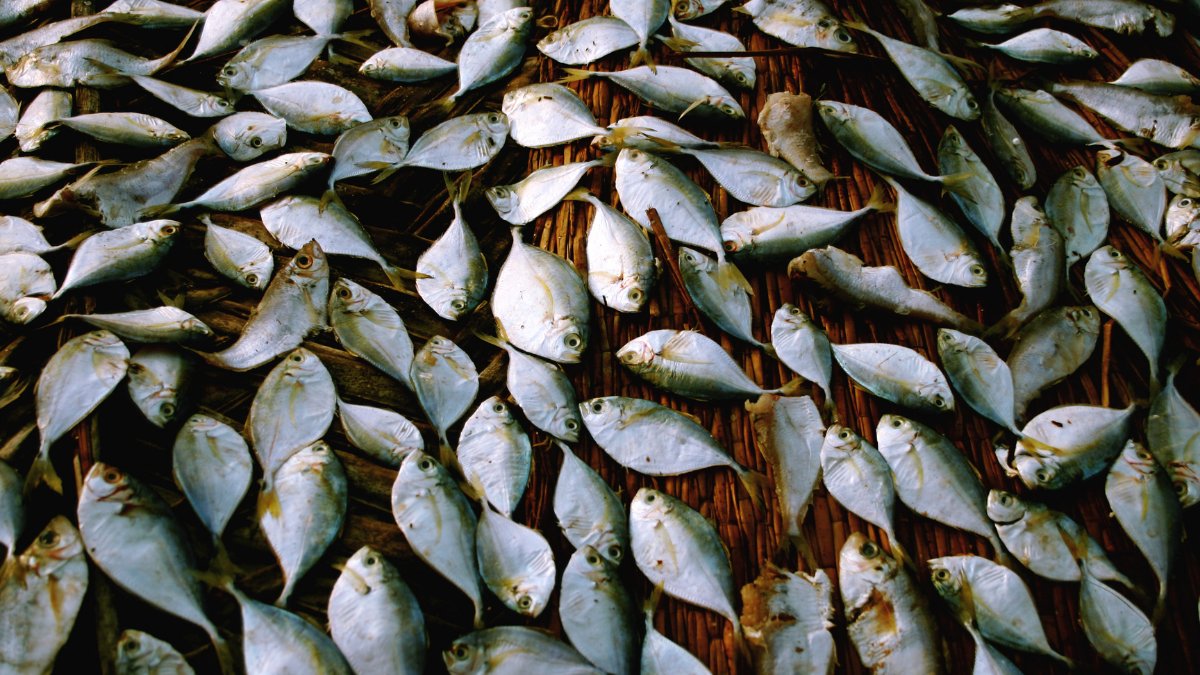 EU Maritime & Fish tweet media