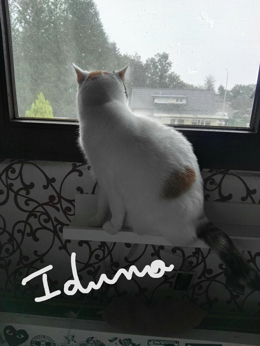 Blueeyesaddict's tweet photo. Happy #twosday, everyone! Friendly greetings from Iduna 🐱 &amp; Jenna 🐈#twofortuesday #CatsOfTwitter #CalicoCrew #tabbytroop #windowwatch https://t.co/vTI3gwufZY