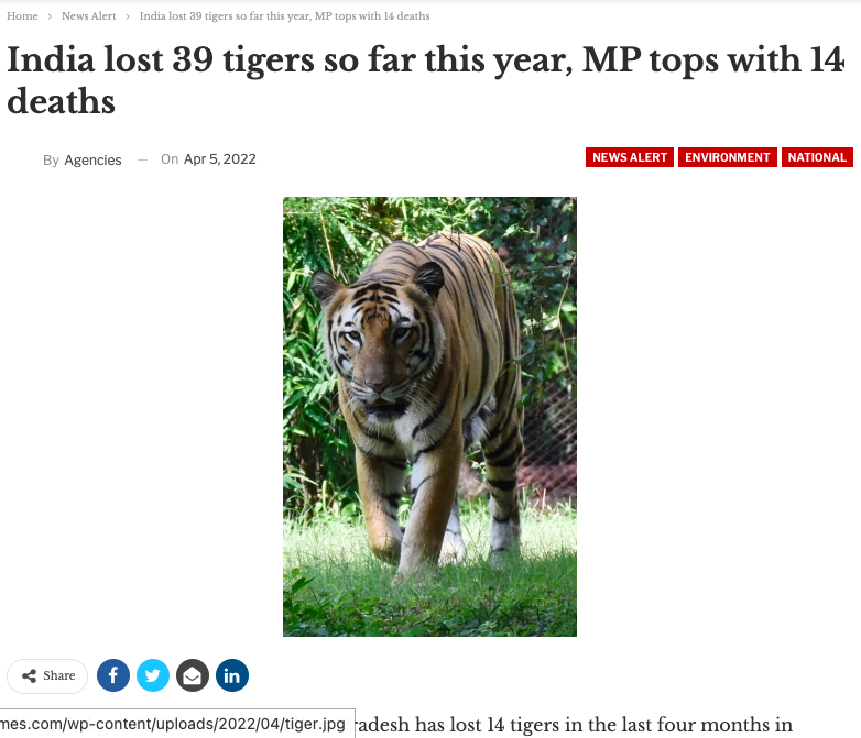 Join_Congress's tweet photo. Madhya Pradesh has lost 14 tigers in the last four months in different wildlife habitats of the state, including four between April 1 to 4.

The reality of "Make in India" 
#WaahModijiWaah
#tuesdayvibe https://t.co/aAL02JwFrc