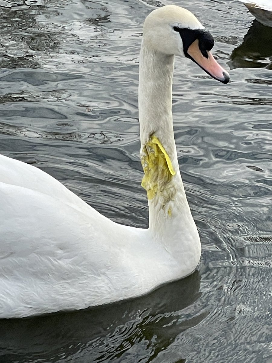 #ukrivers #plasticpollution #wildlifecruelty Do not throw plastic in the river Thames . Swan with plastic on its gillet