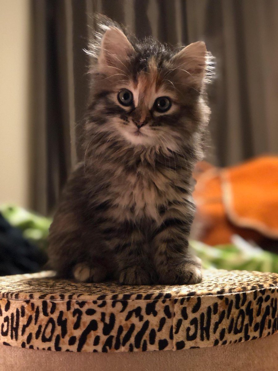 のりの分身 tweet media