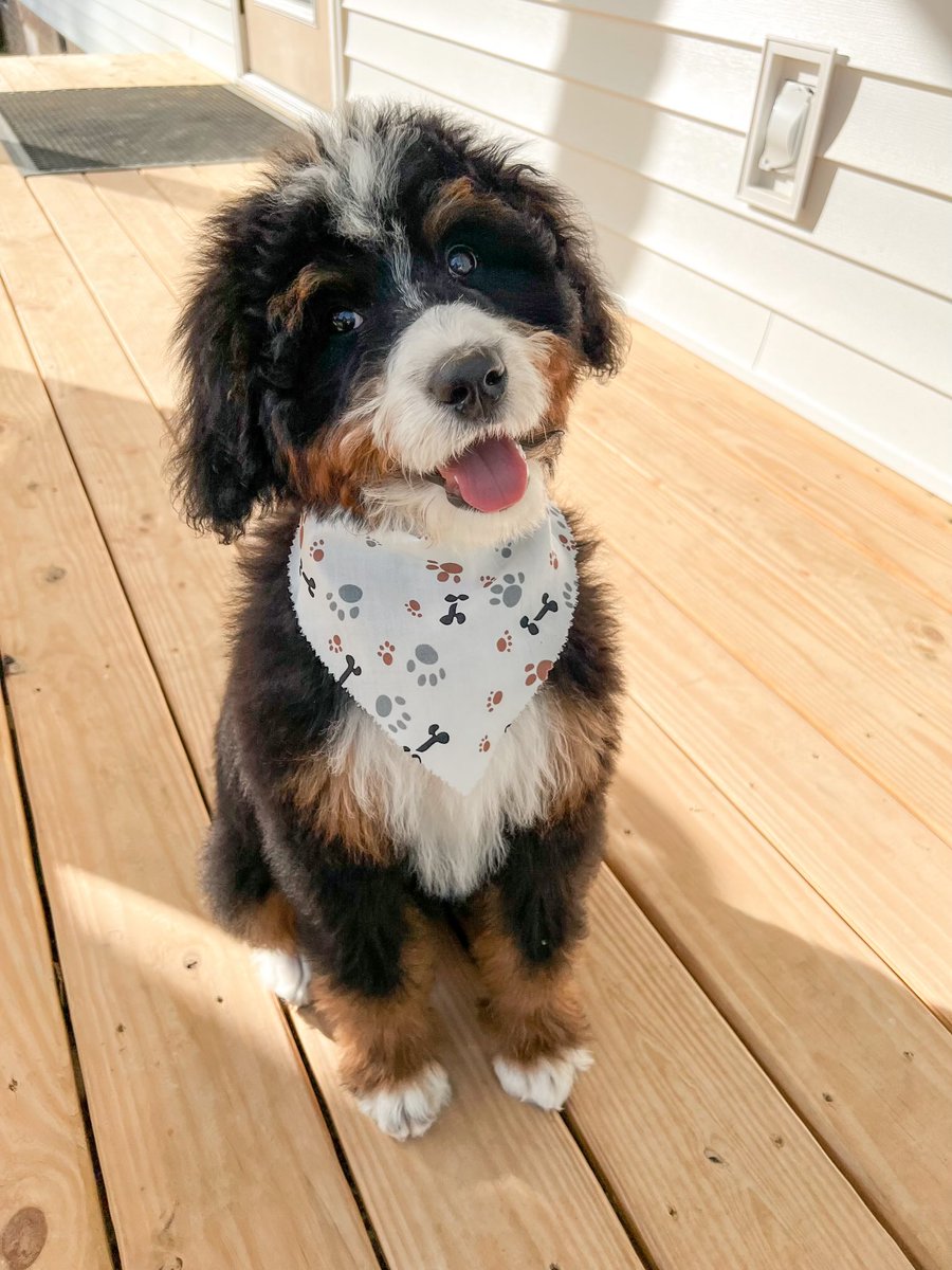 Tongue out Tuesday!  Let’s see everyone else’s tongue pics. #cutie #puppy #happy #sunnyday #tonguesout
