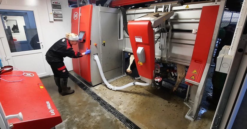 LelyHolsworthy's tweet photo. 🐄And we’re off! 🐄
The first cows are through the 3 A5 robots - it’s a great team effort between the Heard family and members of the @Lely_DC team this morning.
#lely #lelydevonandcornwall #lelyastronaut #startupday #robotstartup #teamdairy #devonfarming https://t.co/R2Jt5Je4zW