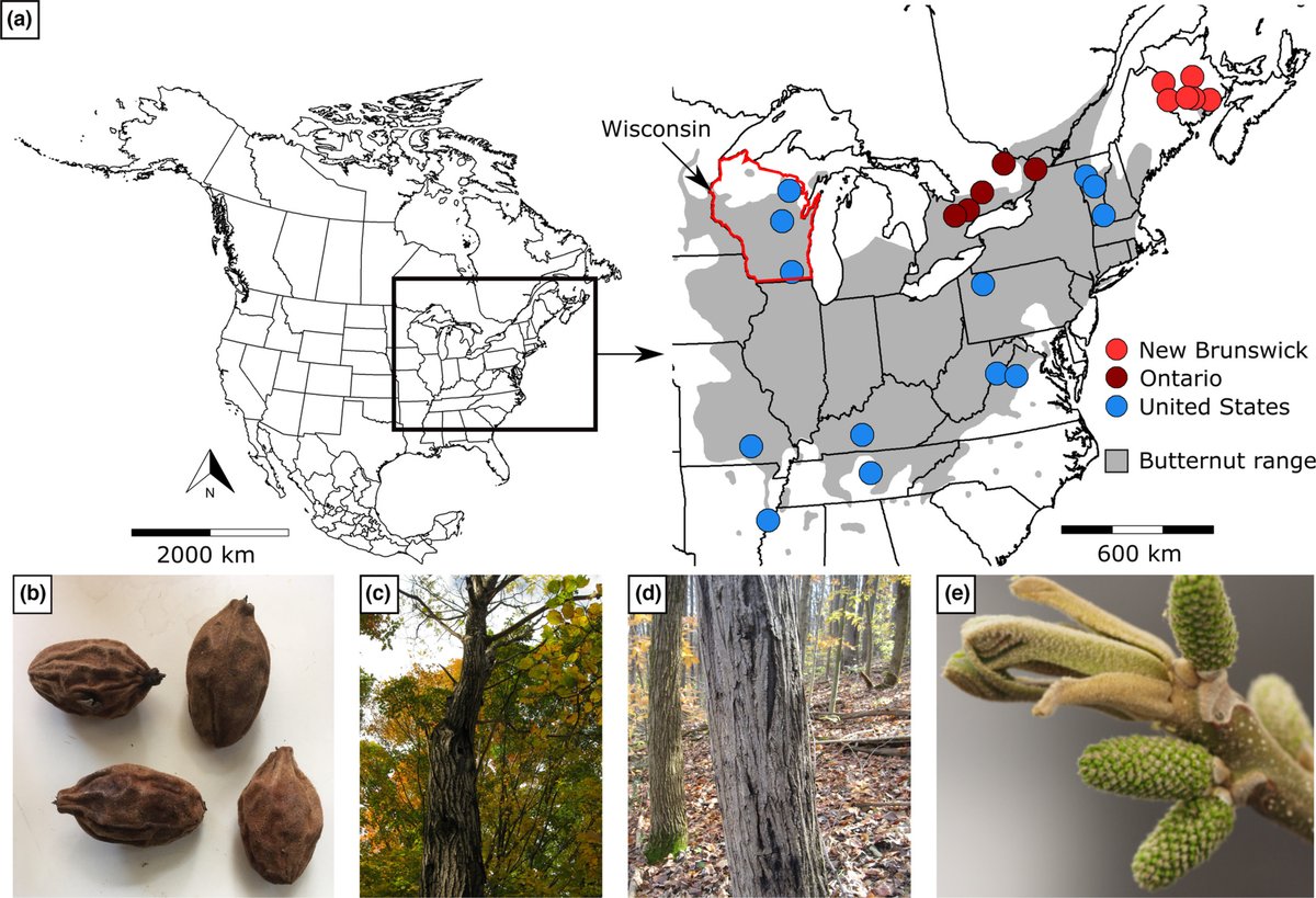 JBiogeography's tweet photo. Range shifts in butternut, a rare, endangered tree, in response to past climate and modern conditions.

https://t.co/oWtdOX7ln2 https://t.co/irrs8DX7u0