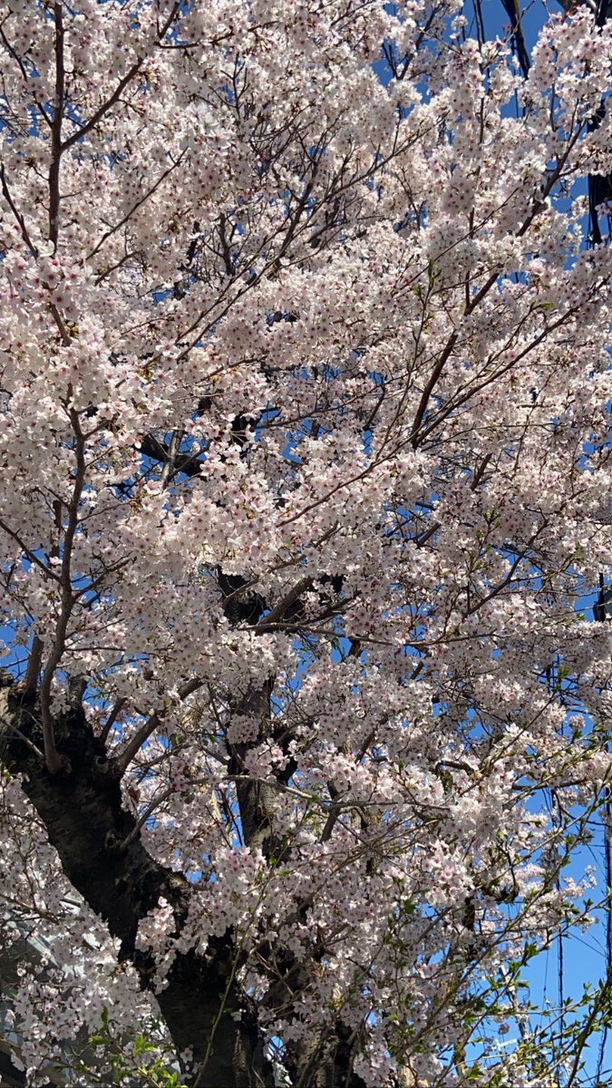 aaaaaynaa's tweet photo. ようやくあったかくなった
春、良いな〜
今日の仕事は楽しかった❁⃘❁
明日誰かのみいかんかなー https://t.co/Yk1lracnjx