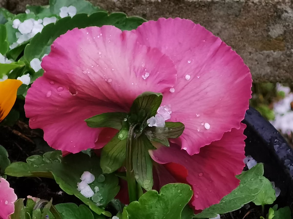 BlairDurno's tweet photo. Snow and Hailstones. #Huawei #HuaweiP40Pro #CapturedOnHuawei #LoveMyHuawei #MyHuaweiMoment #HuaweiCommunity @HuaweiMobile @HuaweiMobileUK https://t.co/v1XTDJHPDb