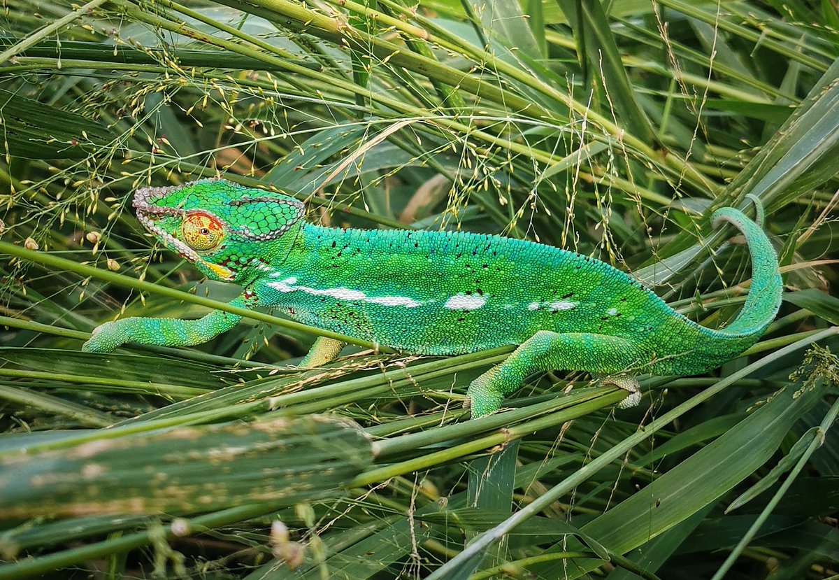 Stef_Liebermann's tweet photo. GM from Réunion. The island where you can find wild chameleons around every corner 😍

#chameleon #NFTCommunity #NFTartist #NFT #nftphotography https://t.co/5IzSFyaRfH