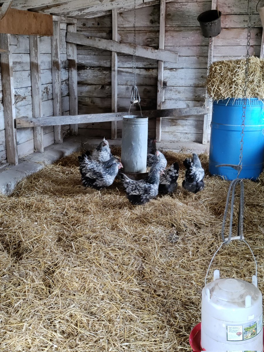 Fesstivities's tweet photo. I'm a chicken farmer now. https://t.co/L8nu3EO9jB