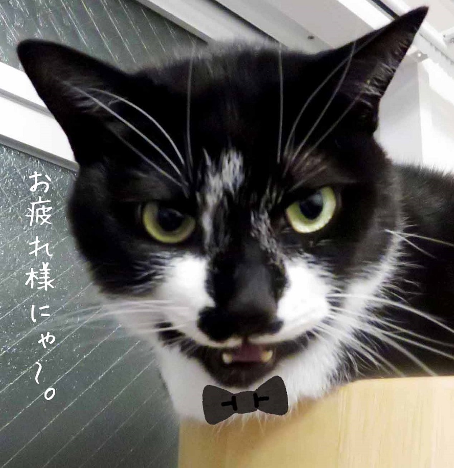 ～ルルのバイト先にて～ 😸「お疲れ様にゃ～。」 お店のお姉さん👸「ルルくんのためにクッキー焼いてきたんだ♪あとで食べてね❤️」 😸「えっ・・・ばんにゃ～い♪」