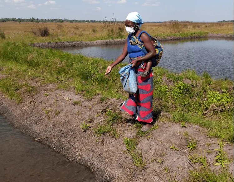 CGIAR's tweet photo. 🐟 WorldFish pilots last-mile feed business models to boost #aquaculture in Zambia.

Read more: https://t.co/rLijpndXzB

#OneCGIAR @WorldFishCenter https://t.co/iFOvuhHFpJ