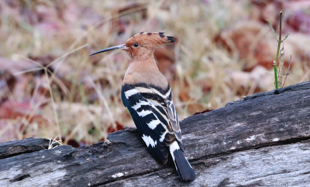 UZH Geography (@uzh_geo) on Twitter photo Gone with the wind: How do small birds migrate to the wintering grounds? A new method published in <a href="/MethodsEcolEvol/">Methods in Ecology and Evolution</a> can accurately estimate their most likely route. geo.uzh.ch/en/events/feat…
#birdmigration #hopooe #bayesianinference #machinelearning #ornithology Gone with the wind: How do small birds migrate to the wintering grounds? A new method published in <a href="/MethodsEcolEvol/">Methods in Ecology and Evolution</a> can accurately estimate their most likely route. geo.uzh.ch/en/events/feat…
#birdmigration #hopooe #bayesianinference #machinelearning #ornithology