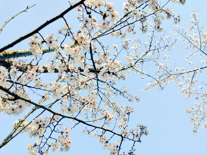 夜勤明けでハイになりながら花見してきた 