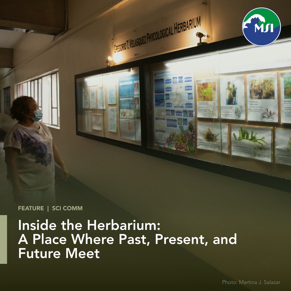 up_msi's tweet photo. What’s inside the Gregorio T. Velasquez Phycological Herbarium (MSI)? Read about its history, collections, and role in preserving the macroalgae biodiversity of the Philippines here: https://t.co/WrgoRsVheZ 

#seaweeds #herbarium #scicomm https://t.co/IfcuykHDPq
