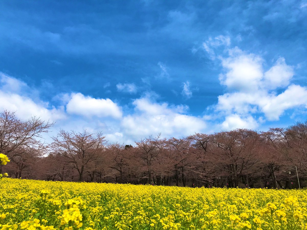 u8SI4F7Gei8qaUy's tweet photo. 春休み最後に🌸🎶

前回一足早かった桜を見に。
今度はお兄ちゃんも一緒です😊
今回は...少し遅かった😅
平日だったので、あまり混むことなく、のんびり歩けました🎵
お兄ちゃんは念願の牛串、娘はクレープの代わりに🍡とどら焼き食べました😋 https://t.co/QeCudbKgKB