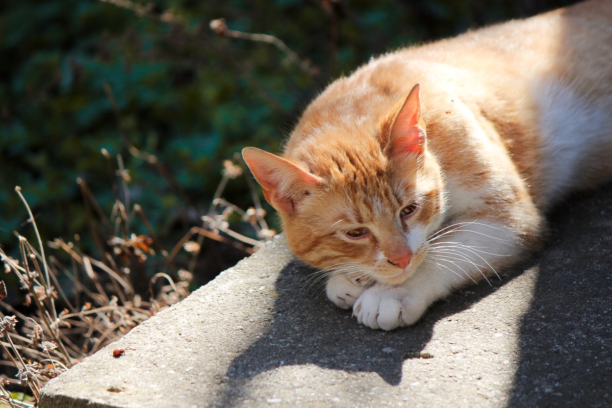 Nothke's tweet photo. Photogenic hometown yard cats 😻 https://t.co/DGNhBFF7CI