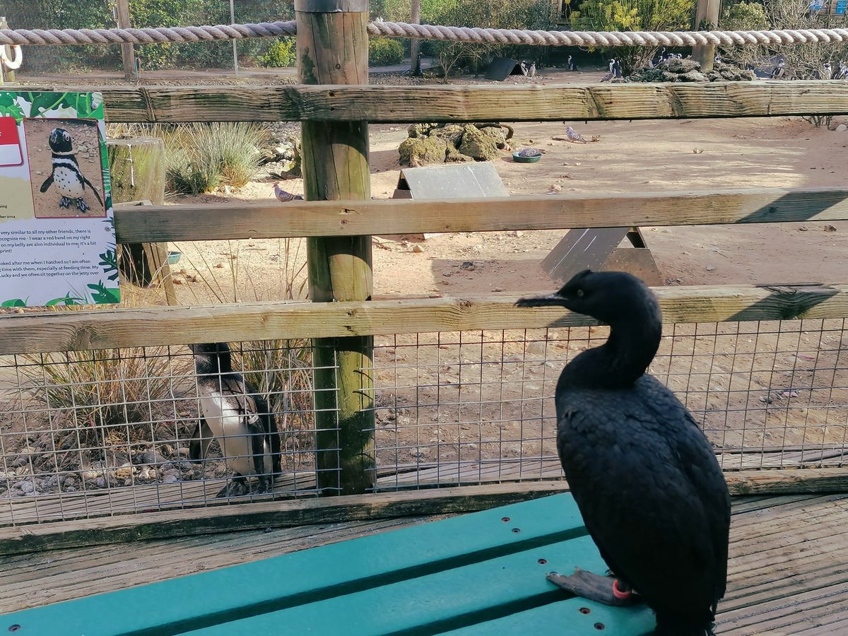 Penguin Beach has re-opened, just in time for the Easter Holidays! 🎉 Read more about the animals you can spot on a trip to Birdworld over on our website: ow.ly/XULG50IAS6f 📷 Nikki, Conservation Education Team Lead