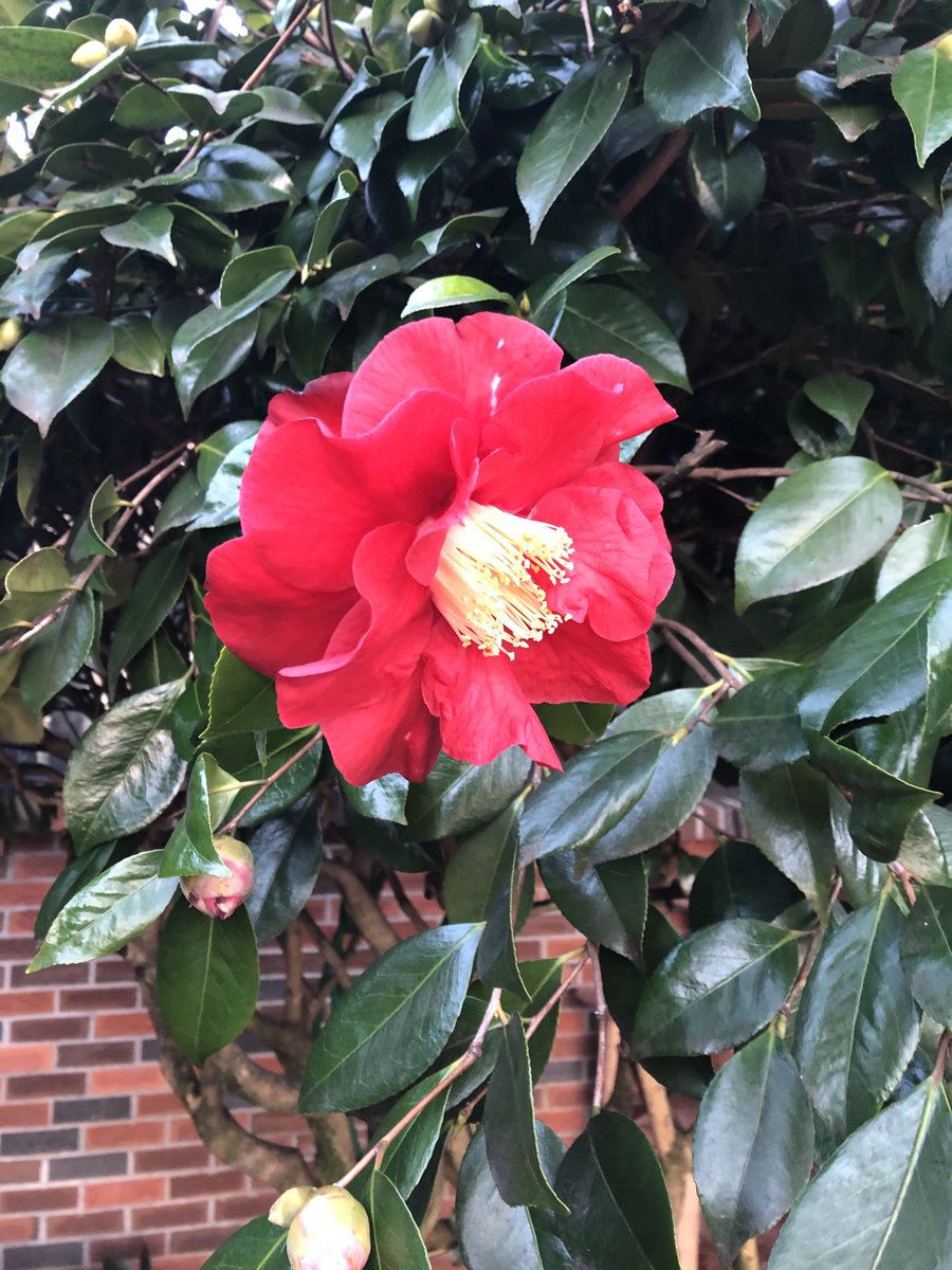 tinykarin's tweet photo. First camellia showed up by our front door. 
#camellia #spring #flowers #trees https://t.co/pahW3a3MVj
