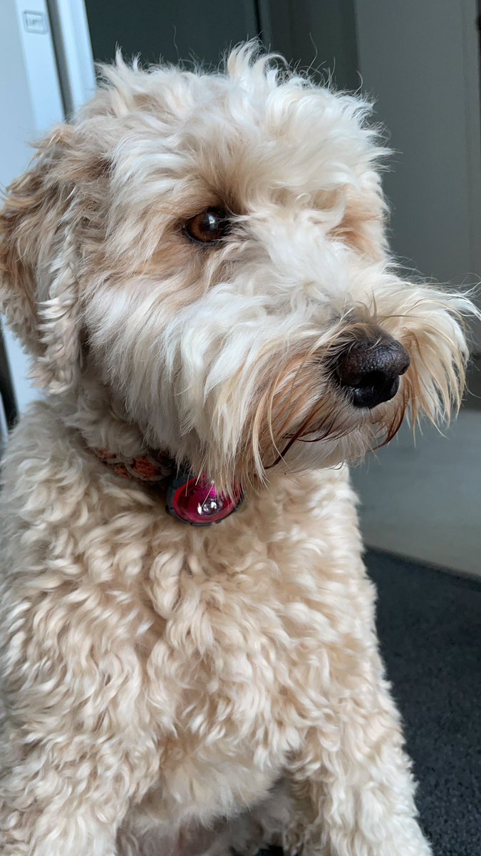 leinmaxemsam's tweet photo. @irisyda12 Hi Loetje! Veel geluk in je gezin. Liefs van Loetje https://t.co/t54D16oo2s