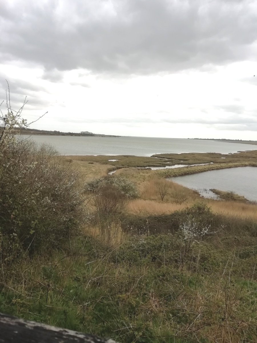 Lovely few hours spent at Fingeringhoe Wick NR today, still good numbers of waders  Chiffchaff, and the odd Blackcap singing around the reserve
