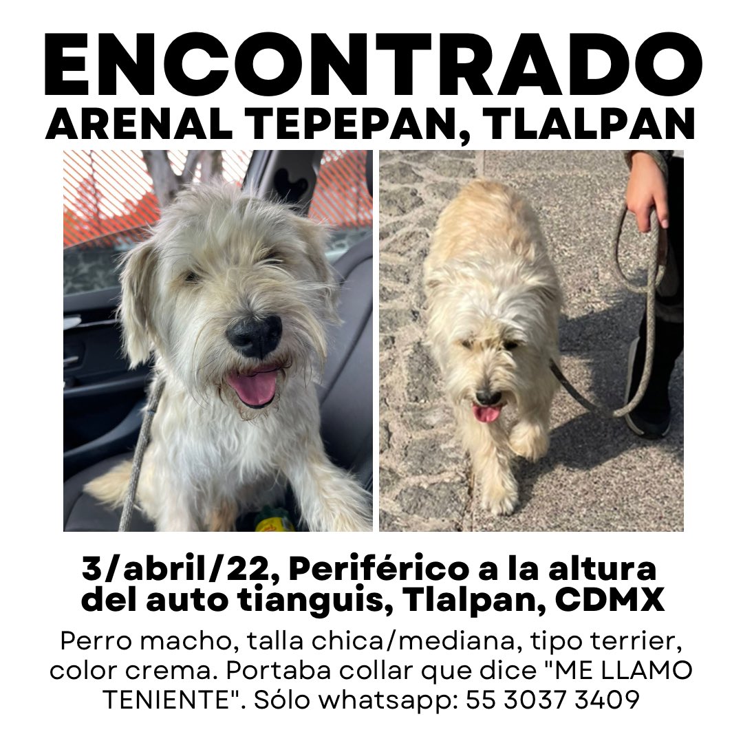 MascotaCoyoacan's tweet photo. #Encontrado Perro macho, talla chica/mediana, tipo terrier, color crema. Portaba collar que dice "ME LLAMO TENIENTE". 3/abril/22, Periférico a la altura del auto tianguis, Arenal Tepepan, Tlalpan, CDMX https://t.co/UDmBwTApxu