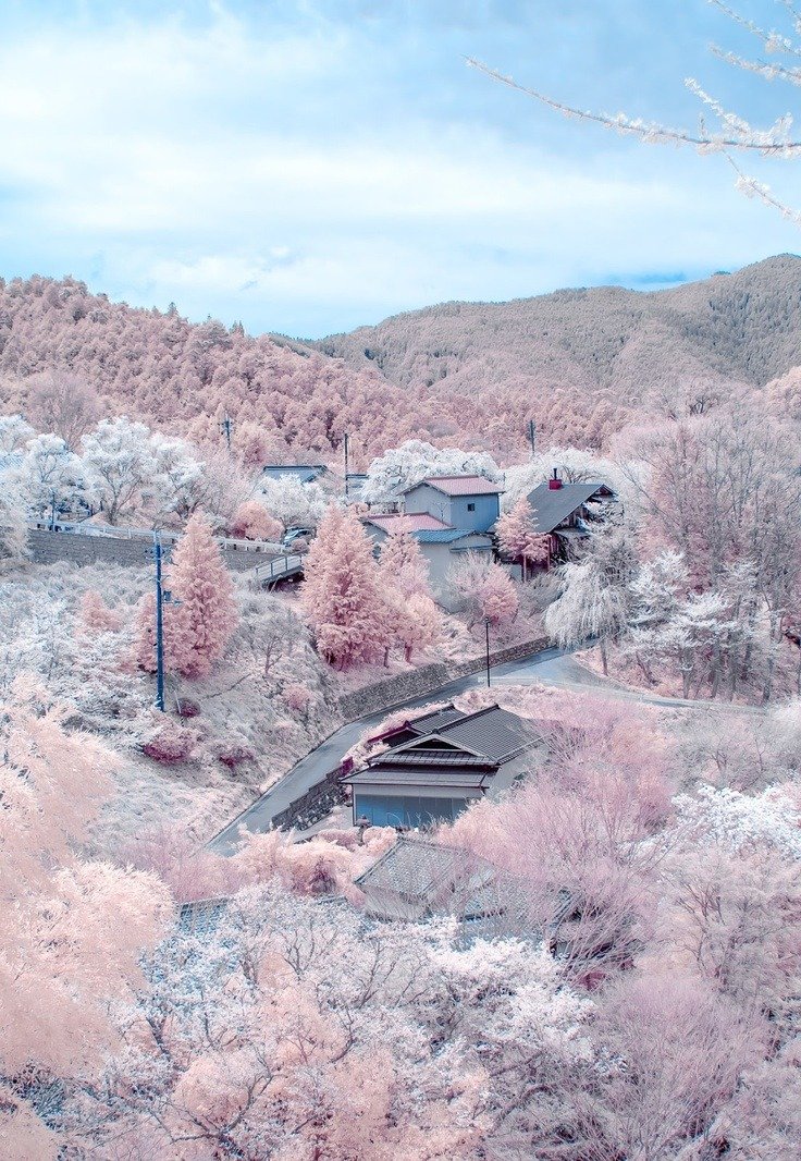lavieestbelIe's tweet photo. Cherry blossoms in full bloom at Mount Yoshino, Japan https://t.co/s3AZFdDBwu