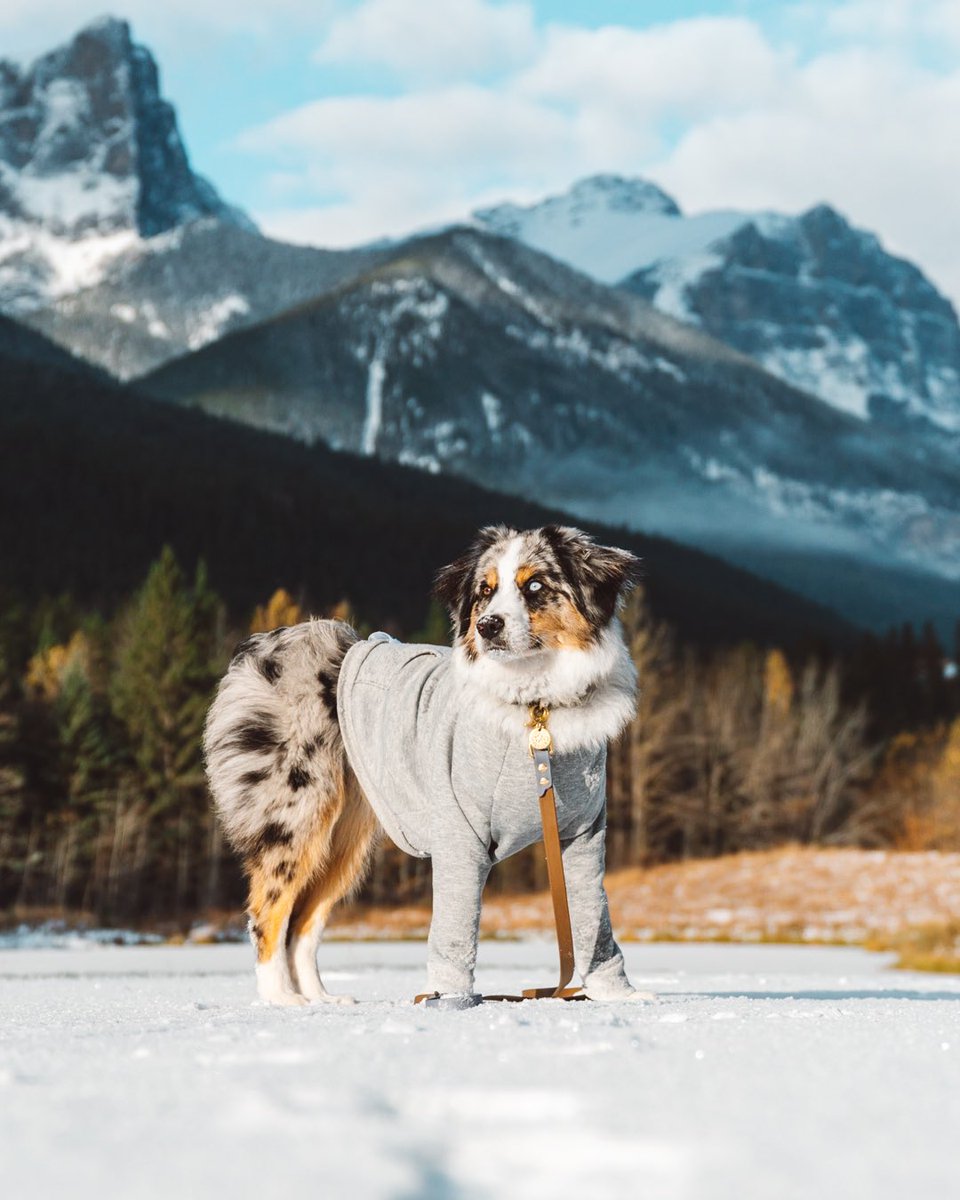 justbeingfarley's tweet photo. My dog is an athleisure model, convince me otherwise!! #twitterdogcommunity #dogmodel #dogs https://t.co/IoeGPOq0Bv