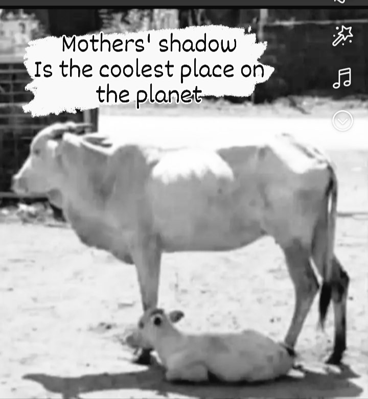 PV SHRINIVAS ACHARYA (@shrinivas_pv) on Twitter photo 