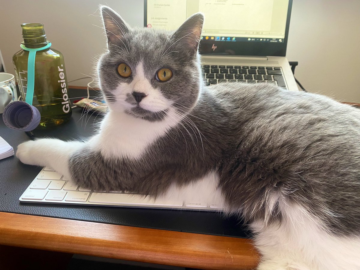 A very helpful work colleague 🐱