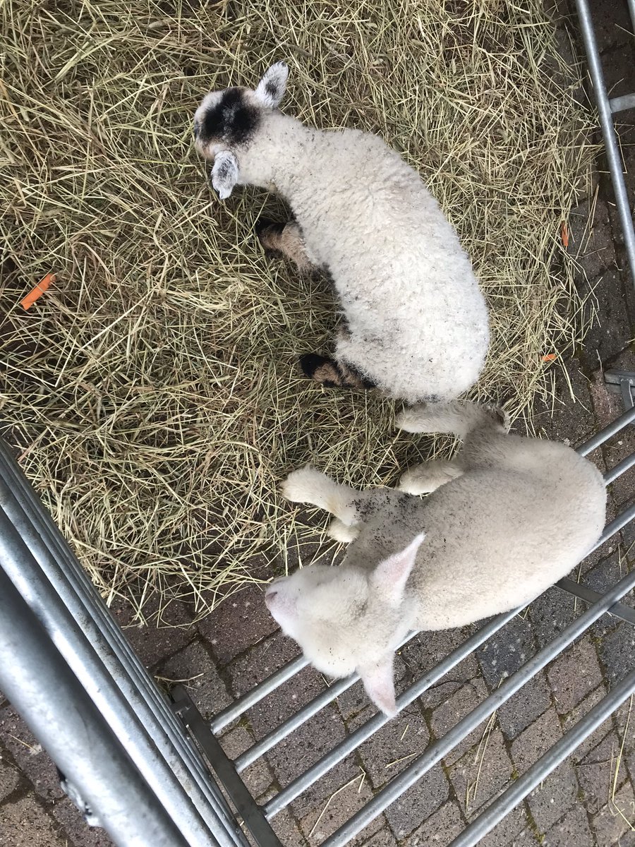 jakimclaren's tweet photo. 📣 A wonderful day visiting milton groups as part of their Easter programme🐥🐣
The young people had a brilliant time with the visiting petting animals from a local farm including Alpacas 🦙♥️ fantastic to meet @CaledonianNews #ShapeProject students too, thanks @LynnMSheridan 🌟 https://t.co/kXNM0PNT6e