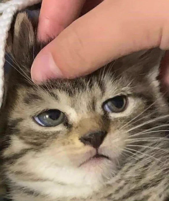 摸摸小猫头 