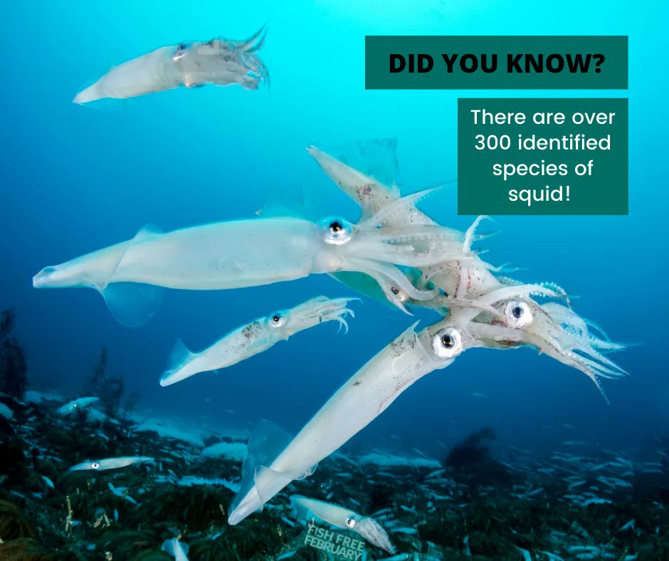 Fish Free February tweet media