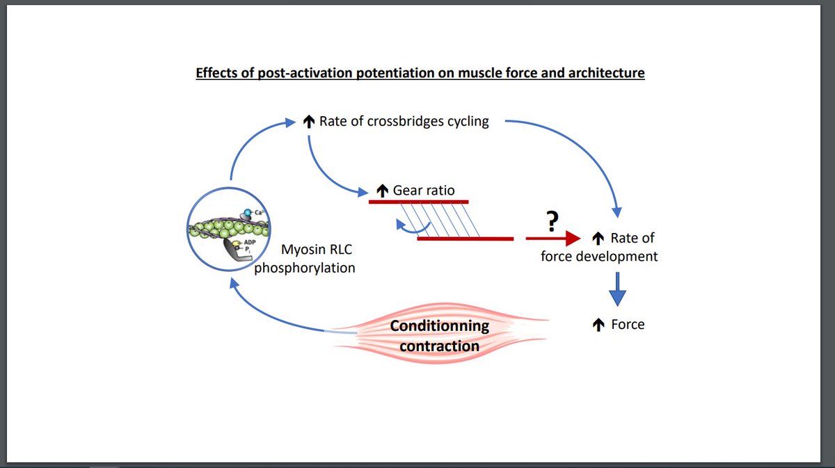 japplphysiol's tweet photo. #ArticlesInPress “Effects of post-activation potentiation on mechanical output and muscle architecture during electrically-induced contractions in plantar flexors” By: Hans Bourgeois, et al.
https://t.co/0rSHknA992
#JAPPL #MuscleFascicle #PennationAngle https://t.co/Sk9B4IZEAy