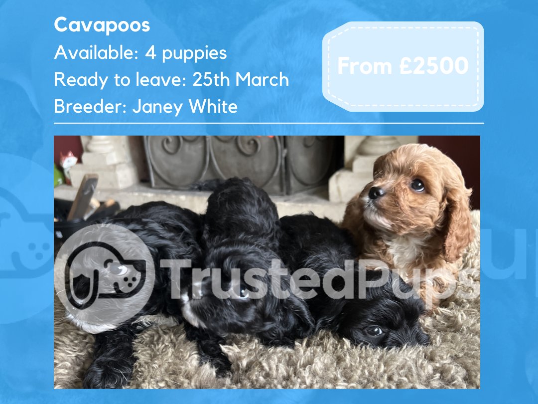 TrustedPups's tweet photo. Available puppies on Trusted Pups! - https://t.co/2Ek9GCxg6d https://t.co/qgfwxi0YP0