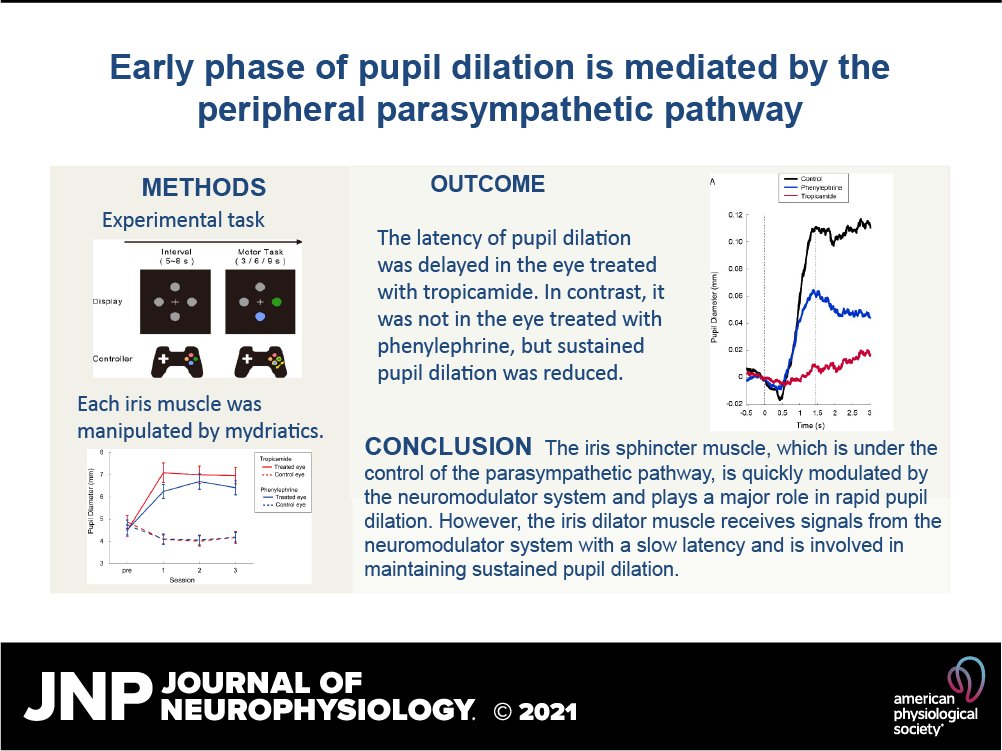 JNeurophysiol's tweet photo. Check out JNP's #Freearticleoftheweek - "Early phase of pupil dilation is mediated by the peripheral parasympathetic pathway"
Chinatsu Marumo and Tamami Nakano
#Pupillometry #Pupildilation #Neuroscience
@osaka_univ_e
https://t.co/fusalItwVa https://t.co/gsztAJBIgG