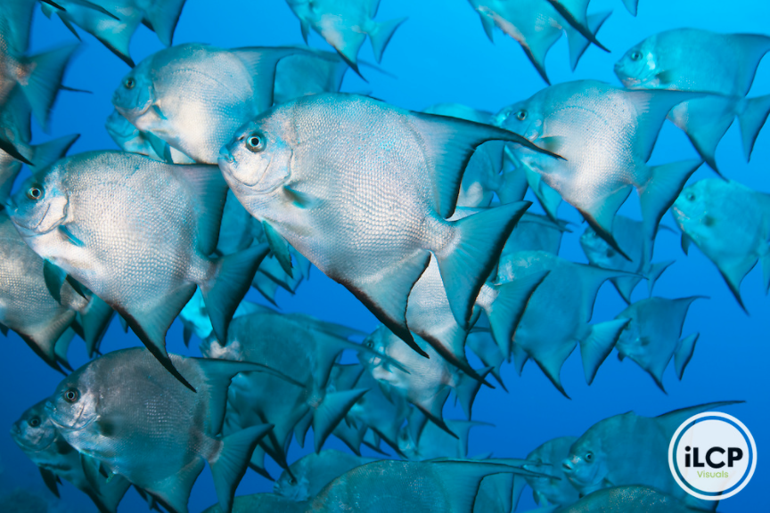 ILCP's tweet photo. Atlantic Spadefish (Chaetodipterus faber) school, Blackhills, Utila Island, Bay Islands, Honduras, April
© Claudio Contreras Koob / iLCp
@claudio_contreras_koob
#honduras #oceanlife #spadefish https://t.co/Ad15oR6BAT