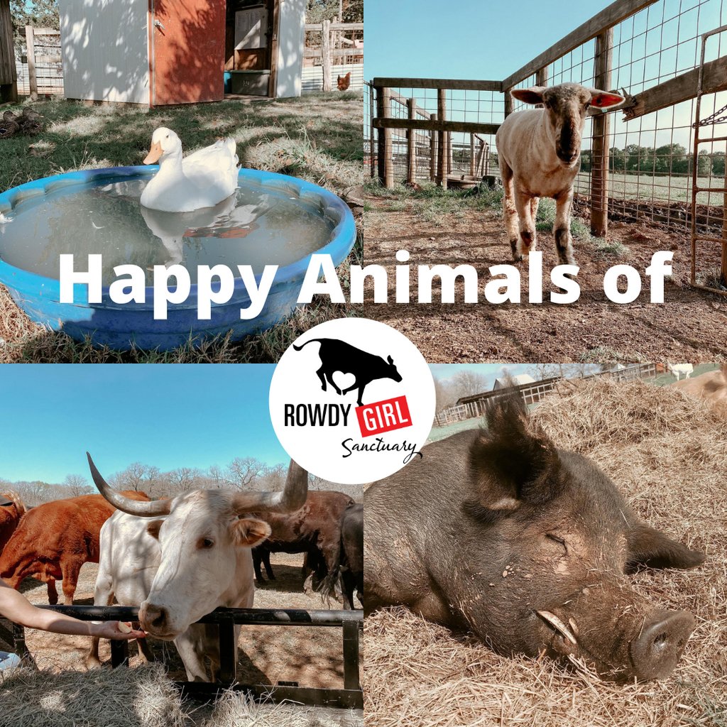 RowdyGirlRanch's tweet photo. Every one of these beautiful beings gets to live out their lives because of your support.

Not a member yet? Sign up for as little as $5/day!
https://t.co/UjChOQqayj

#animalsanctuary #animalrights https://t.co/1o2o7VWy6i
