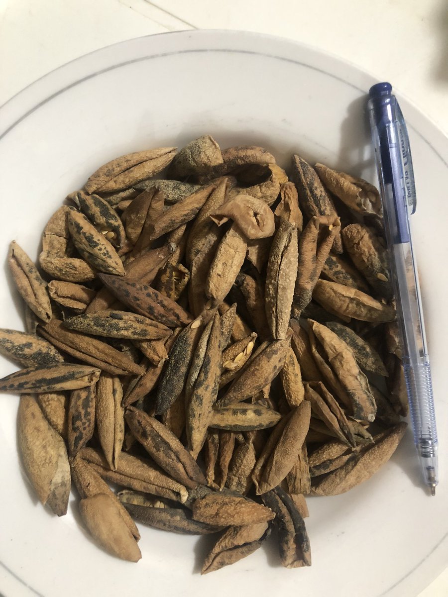 amarguriro's tweet photo. My #Bhabhi sent some dried Thari vegetables, including these organic dried #wildmelon or #WildCucumisMelo (#Chibhar or #Mateera in #Sindhi). These can be boiled and cooked just like any fresh vegetable, but I love frying them and using as evening snacks.
#DesiFood #ThariFood https://t.co/mPUEYhkDAo