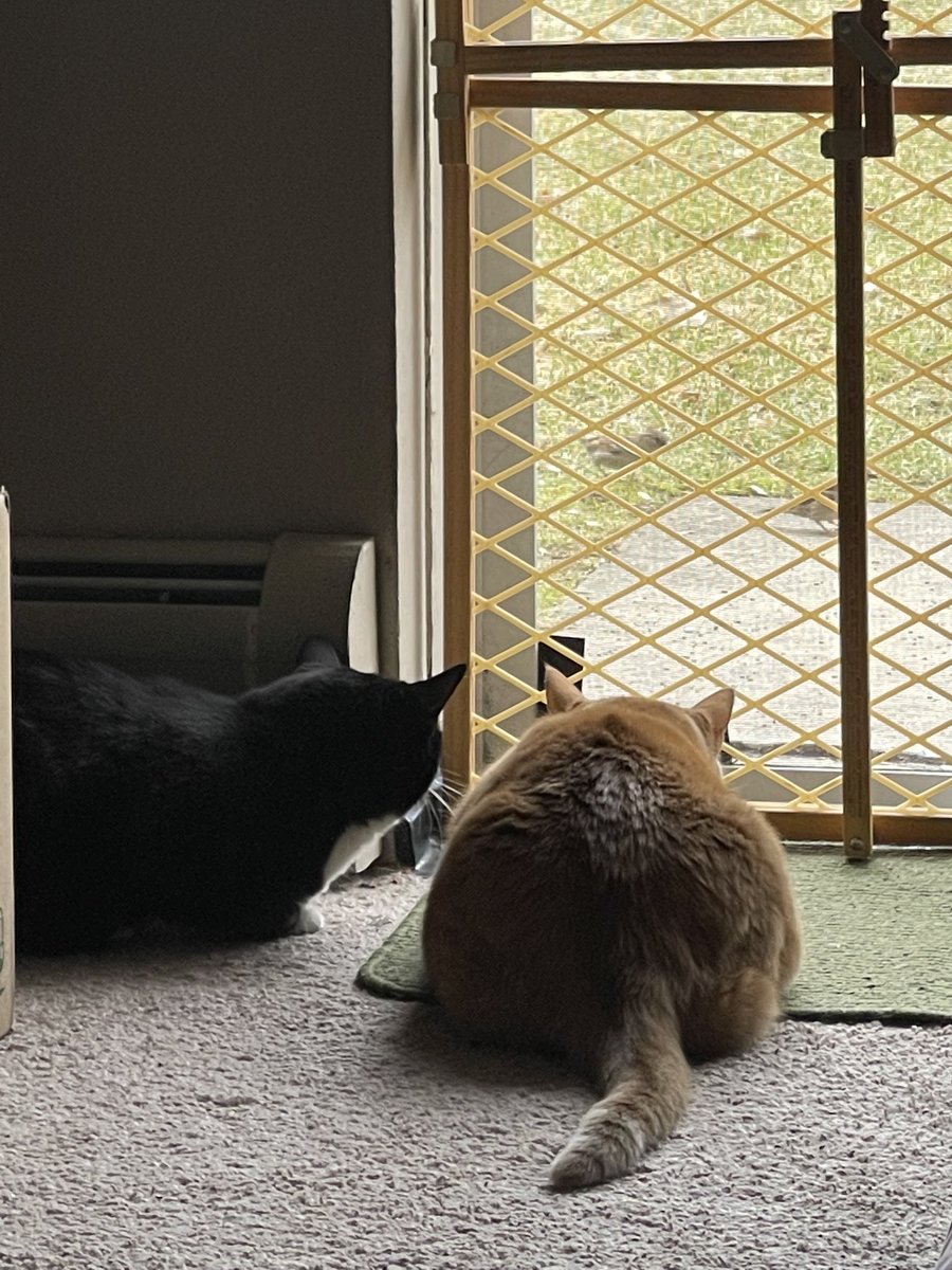 elsa_gang's tweet photo. Gloomy morning hedge watching. Got some birdy taunting us. Momzie, can we pwease goes catchy thems? #headwatch #birds #notfair https://t.co/RBY5UDcchV