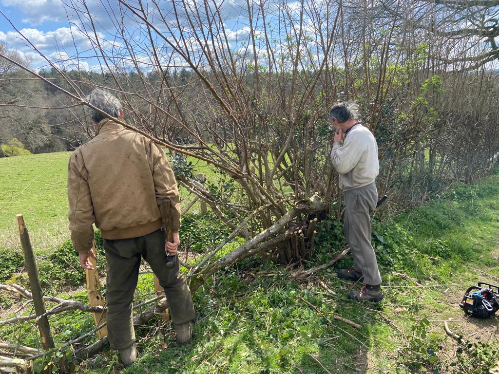 jacobsladderfms's tweet image. Michael Duveen and James Waley - top hedge laying duo! Both passionate about trees and nature, and both dedicated to making the world a better place.