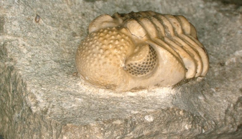 A 390 million-year-old hyper-compound eye in Devonian phacopid trilobites #optics #TrilobiteTuesday  nature.com/articles/s4159…