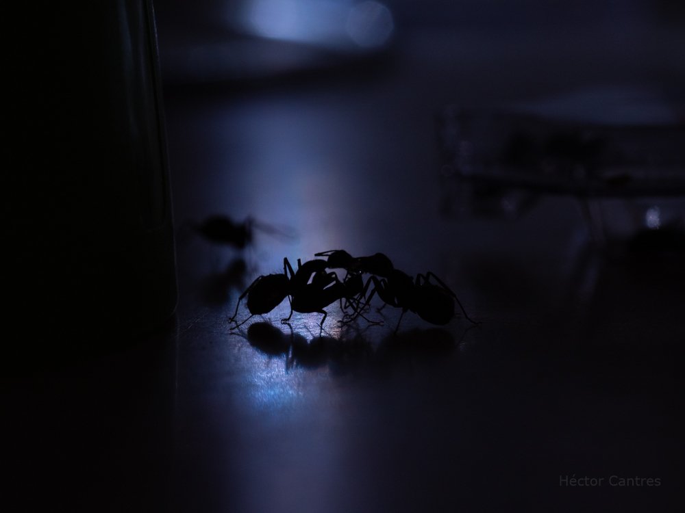 HectorCantres's tweet photo. #ants' secret meeting.
#animals #bugs #entomology #fauna #insects
#nature #NaturePhotography #tinywildlife #TwitterNatureCommunity #wildlife #wildlifephotography https://t.co/Z28yfWBaD3