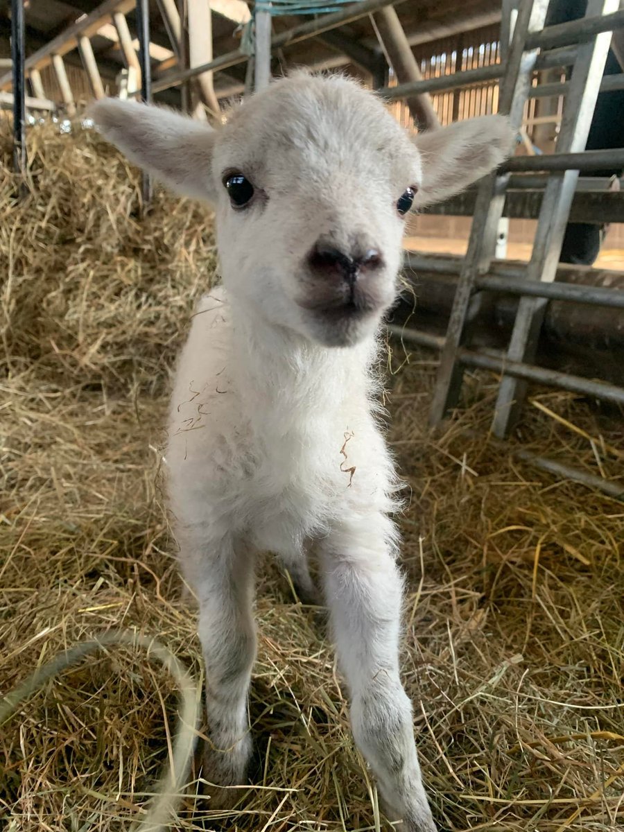 sandwellcouncil's tweet photo. 🤩 Look at these lovely new arrivals at Forge Mill Farm! 🧵
 
🐐🐄 Come &amp; meet them all at our 'New Life at the Farm' event between 9 - 24 April 2022. It'll be baaa-rilliant.

🐣 Say hello to our new-born goat kids, baby lambs, new stripy cows, spotty sheep &amp; some tiny chicks. https://t.co/X0weD2bZok