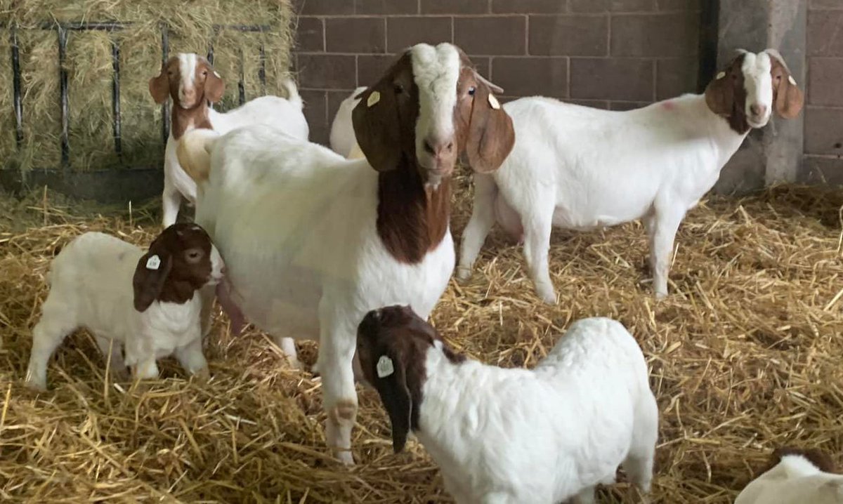 sandwellcouncil's tweet photo. 🤩 Look at these lovely new arrivals at Forge Mill Farm! 🧵
 
🐐🐄 Come &amp; meet them all at our 'New Life at the Farm' event between 9 - 24 April 2022. It'll be baaa-rilliant.

🐣 Say hello to our new-born goat kids, baby lambs, new stripy cows, spotty sheep &amp; some tiny chicks. https://t.co/X0weD2bZok