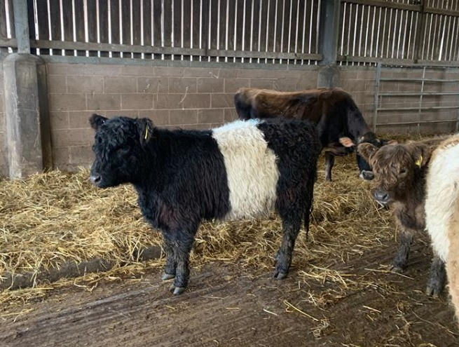 sandwellcouncil's tweet photo. 🤩 Look at these lovely new arrivals at Forge Mill Farm! 🧵
 
🐐🐄 Come &amp; meet them all at our 'New Life at the Farm' event between 9 - 24 April 2022. It'll be baaa-rilliant.

🐣 Say hello to our new-born goat kids, baby lambs, new stripy cows, spotty sheep &amp; some tiny chicks. https://t.co/X0weD2bZok