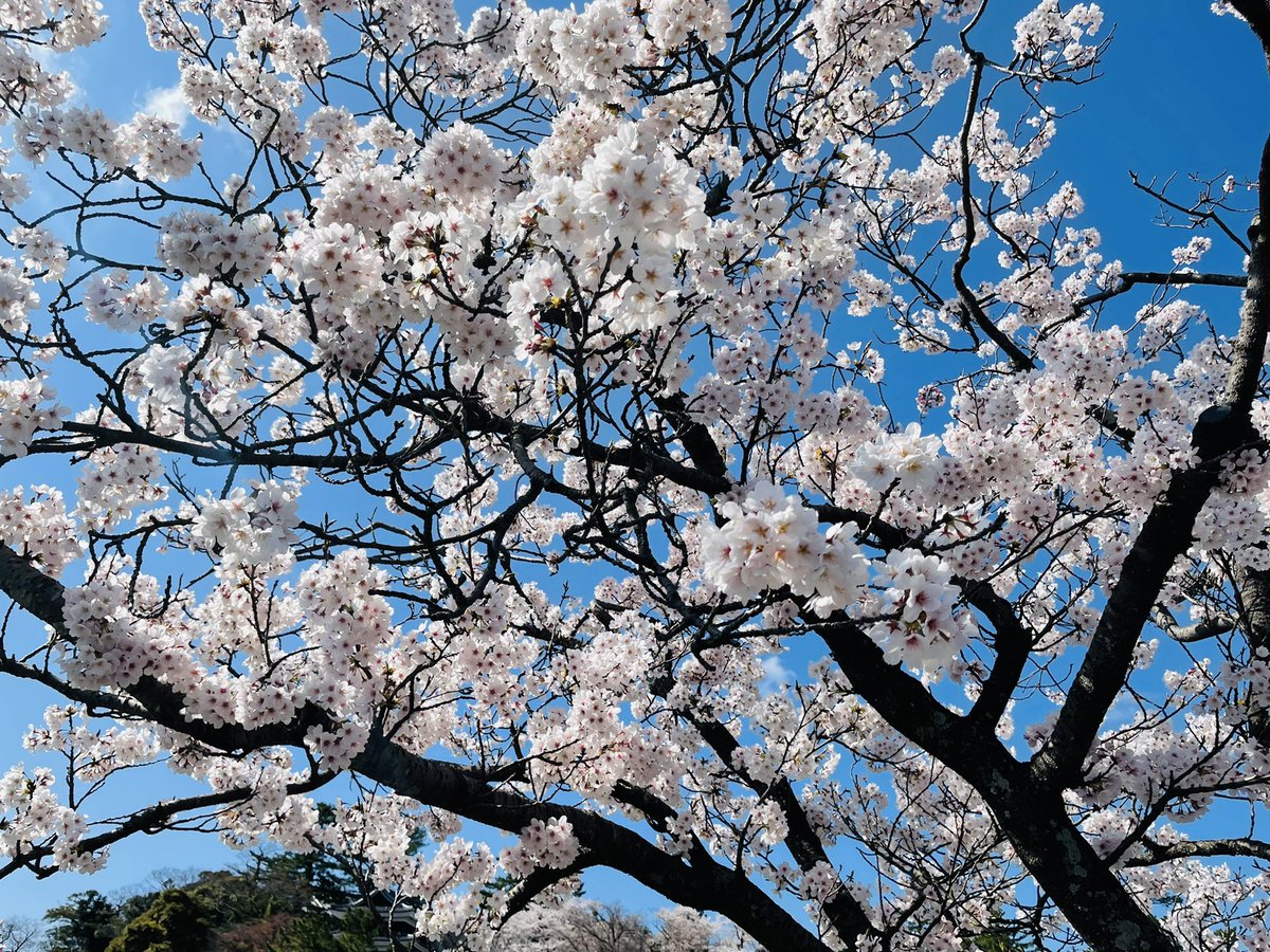 kurobaeirin's tweet photo. 🌸🌸🌸 https://t.co/j583k918ki