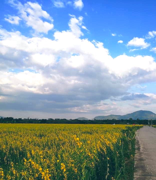 Mayza7737's tweet photo. ไปกลางคืน น่าจะบรรยากาศดี💦💦💦 #ทุ่งปอเทืองบ้านค่าย https://t.co/12F1YSRjDV